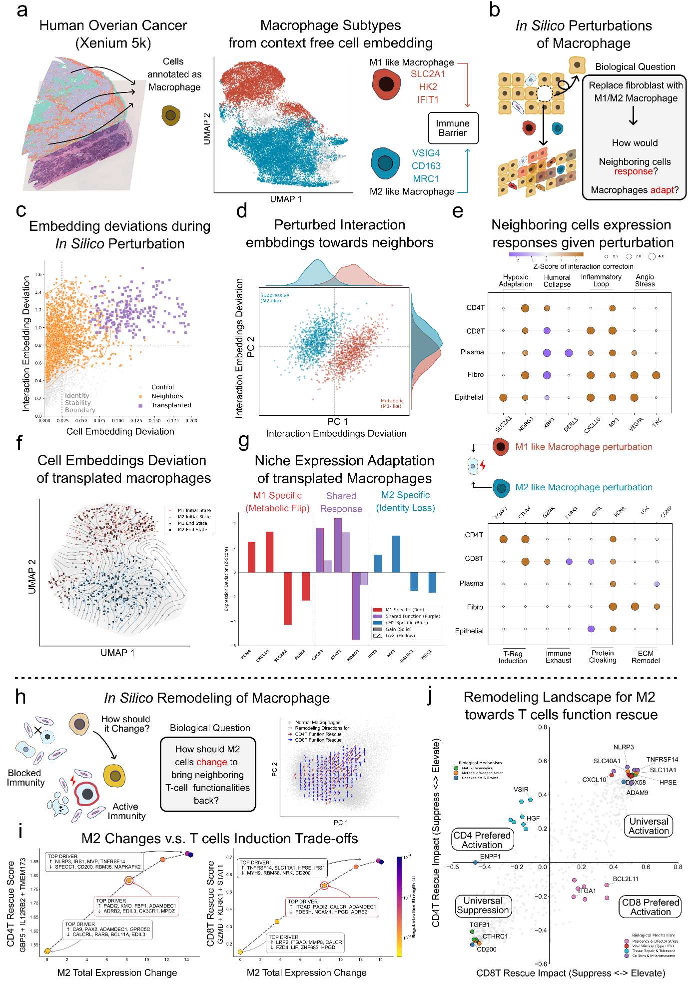 Figure 4 — Virtual macrophage transplantation and inverse T-cell rescue design
